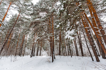 Fototapeta premium Winter forest. Novosibirsk region, Siberia, Russia