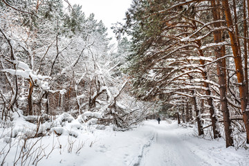 Winter forest. Novosibirsk region, Siberia, Russia