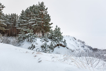 Winter forest. Novosibirsk region, Siberia, Russia