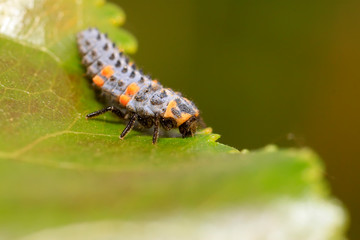 Lady beetle on plant
