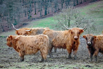 Galloways im Schlamm