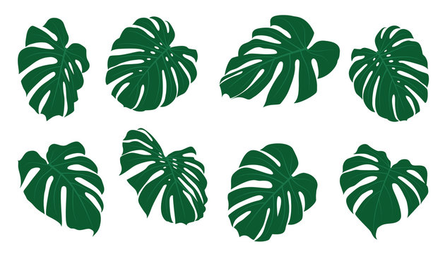 Set of tropical leaves. Vector illustration