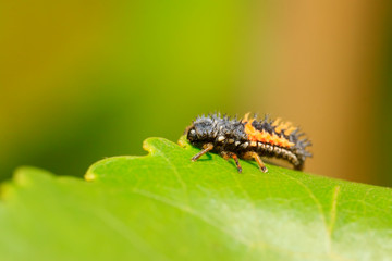 Harmonia axyridis on plant