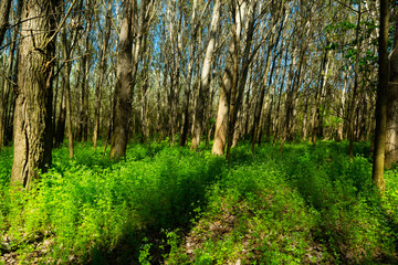 chervil undergrowth in poplar tree farm at springtime