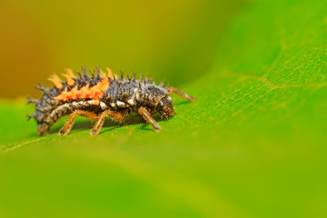 Harmonia axyridis on plant