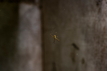 Arañita © Ramiro