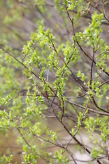 Green spring leaves