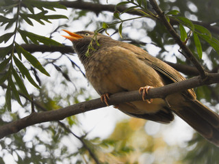 Jungle babbler on tree