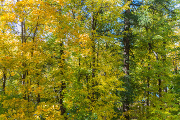 Autumn trees  in Tsaritsyno park