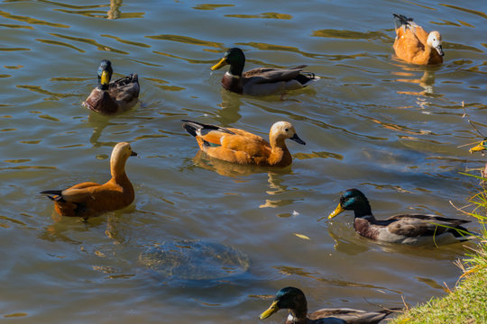 Ruddy shelducks and mallards swimming on pond