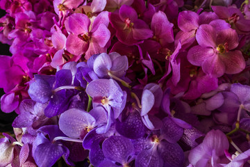 Brightly coloured orchid flowers