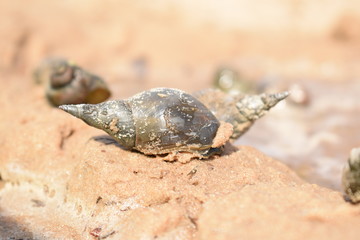 snail