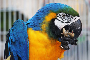 A macaw parrot eating its nuts.