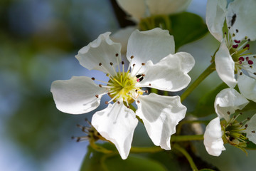 Flowering pear tree