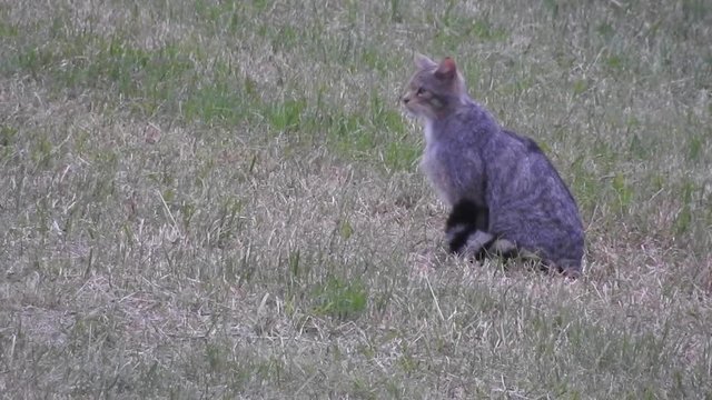 Europ&auml;ische Wildkatze (Felis silvestris) sitzt und pirscht auf gem&auml;hter Waldwiese
