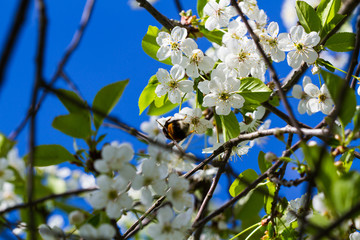 Bumble bee pollinating a flowering cherry tree