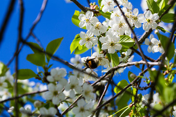 Bumble bee pollinating a flowering cherry tree