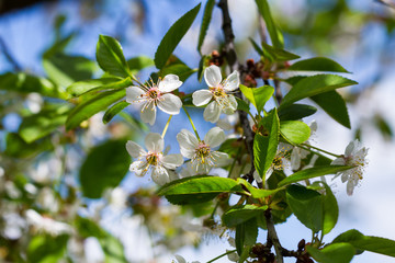 Flowering cherry tree