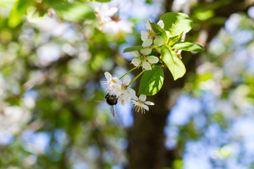 A bee pollinates a cherry blossom tree