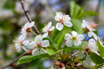Flowering cherry tree