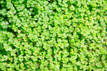 green plant leaves background
