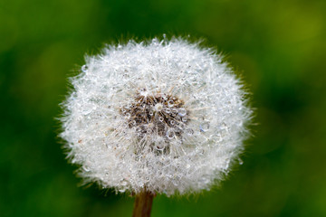 Wet dandelion