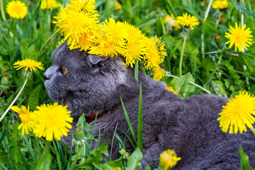 British cat lop-eared among dandelions