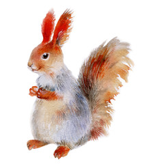 squirrel watercolor