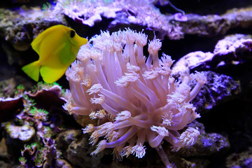 Corals in an aquarium
