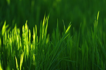 green grass abstract background