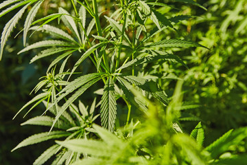 Green fresh marijuana leaves pattern