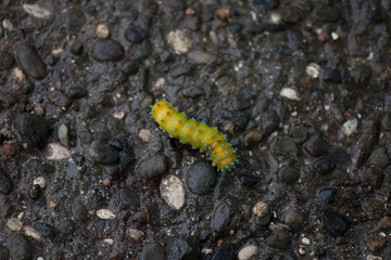 caterpillar on leaf