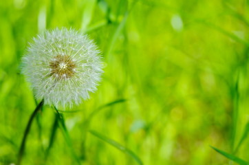 white fluffy dandelion on the background of variegated grasses
