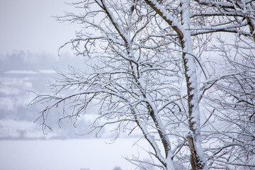 Fototapeta na wymiar Frosty trees in snowy forest
