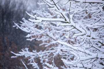 Frosty trees in snowy forest
