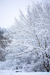 Frosty trees in snowy forest