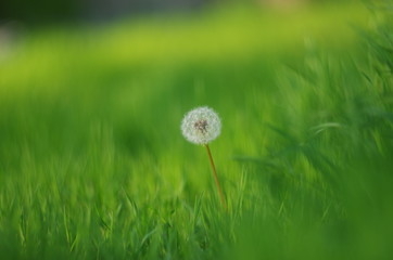 white fluffy dandelion on the background of variegated grasses