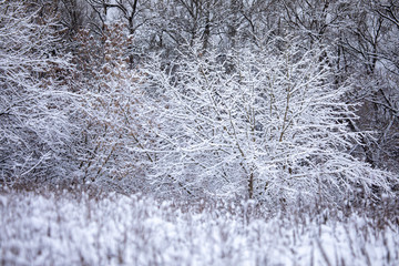 Frosty trees in snowy forest