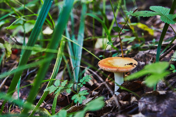 Russula edible mushroom grows in forest
