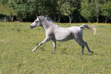 Obraz na płótnie Canvas Happy grey horse running across an open meadow in the sunshine