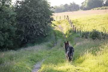 Sunny evening dog walk through a countryside track in Wales, United Kingdom