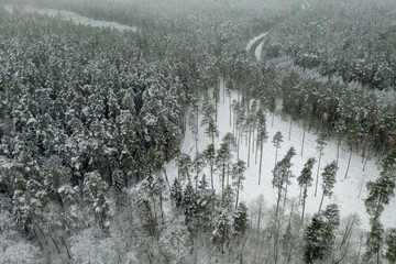 Aerial view of forest