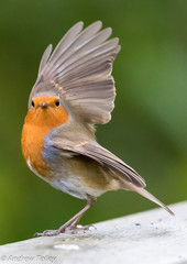 Cheeky Robin