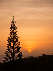 silhouette of a pine against a Caribbean sunset