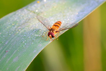 Episyrphus balteatus on plant
