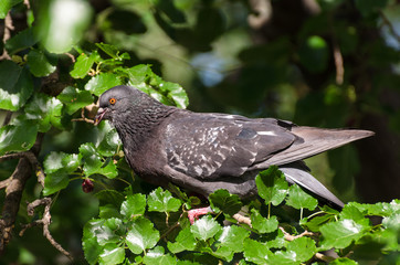 Dove pigeon bird