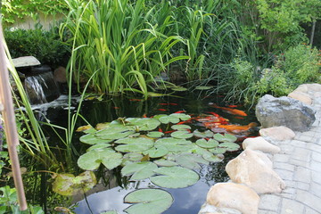 Koi Pond with Lilly Pads by Skip Weeks