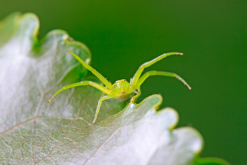 crab spider on plant