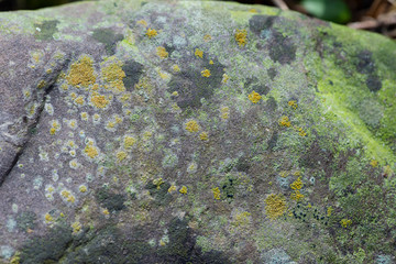 lichen on a rock