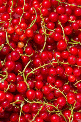 Red currant